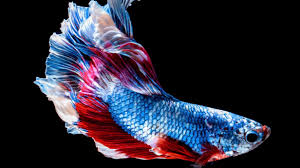 Dan berikut adalah cara admin mempercepat mutasi ikan cupang. Ikan Cupang 8 Jenis Ikan Cupang Beserta Harga Dan Cara Merawatnya Hewan Air Info