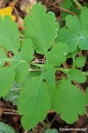 Image result for Peponium chirindense