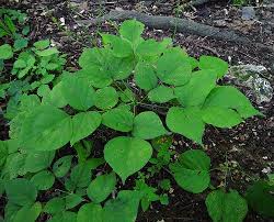 Image result for Hylodesmum