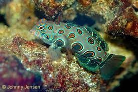 mandarine goby synchiropus picturatus アニマル 珊瑚礁 魚類