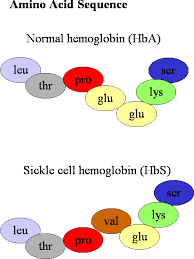 The most common type is known as sickle cell anaemia (sca). Pin On College Academics