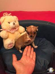 1 kedi 1 kopek sahiplendirme ilanlari chihuahua kopek kedi