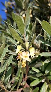 Image result for Diospyros kabuyeana