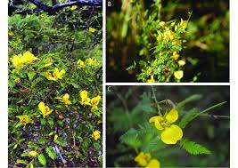 Image result for Chamaecrista paralias