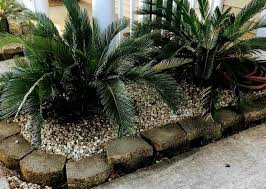 How sago palm is effective for various diseases is listed in repertory format. How To Grow And Care For A Sago Palm Plant Happy Diy Home