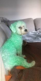 I love my dog mimi! Mum S Reaction Is Hilarious When Daughter Dyes Her Dog Green Daily Record