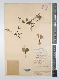 Image result for Erythroxylum zambesiacum