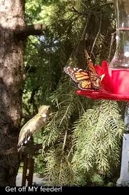 Butterflies are a natural ornament you may want to adorn your garden with, or maybe you only want to enjoy watching these delicate and beautiful how can i catch, but not hurt, a butterfly? What Kind Of Flowers Attract Butterflies But Not Bees Quora