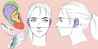 In this drawing guide, we will tell you how to draw anime ears. Guide To Drawing Ears Art Rocket