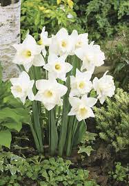 Mount Hood Daffodils Spring Garden Flower Garden Beautiful Flowers