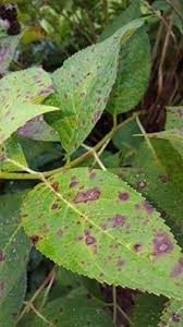Image result for Cercospora hydrangea