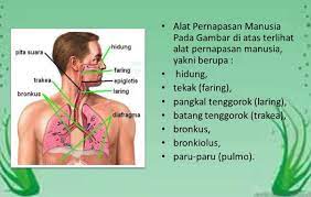 8 Alat Pernapasan Manusia Dan Fungsinya Yang Perlu Diketahui Blog Elevenia
