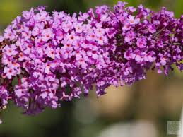 Image result for Komule empire blue