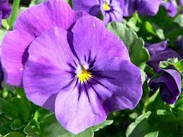They are safe, healthy and can widely be used in different products, based on various types of raw and auxiliary materials, processing technology. Purple Wikipedia