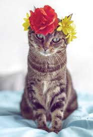 Isn't it amazing how cat owners know that they don't really own their cats and yet the cats have a way of stealing into their hearts and owning them? Cute Cat With Flower Crown Dogs And Cats Postcards Postallove Postcards Made With Love