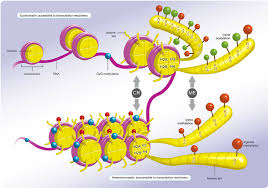 Researchgate Epigenetics Methylation Biochemistry