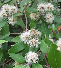 Image result for Syncarpia glomulifera