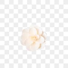 ورود بيضاء زهور كائنات حقيقية مجاني حقيقي png وملف psd للتحميل مجانا fondos de flores ilustraciones de flores flores blancas
