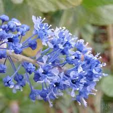 Check spelling or type a new query. Vibrant California Lilac Groundcover Shrubs And Trees Dengarden
