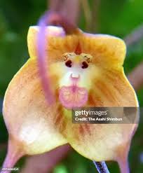 68 Monkey Orchid Stock Photos, High-Res ...