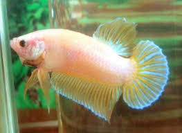 Giant Siamese Fighter Betta Cream Plakat Betta Betta Fish Siamese Fighting Fish