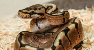 Keeping a ball python in its correct enclosure will allow for the perfect heat and humidity, which results in perfect sheds, proper digestion, better eating and a less stressed and happier snake. Ball Python Python Regius Basic Husbandry And Feeding Housing Diet Handling And Care Petcoach