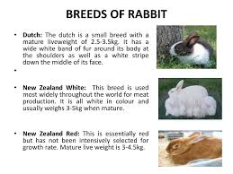 The new zealand white was used in the the first studies on the rabbit at the table 32 gives average weights of young rabbits at successive ages, from 28 to 78 days, as well as carcass weights at 78 days, for the small. Rabbit Production Prepared By Dr L T Egbeyale Ppt Video Online Download