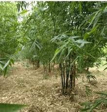 Image result for Bambusa balcooa