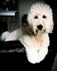 Morning guys if you have gotten a puppy for me I would appreciate if you  could leave a review