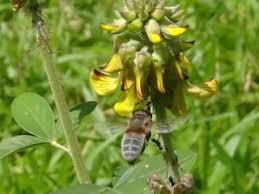 Image result for Crotalaria comosa