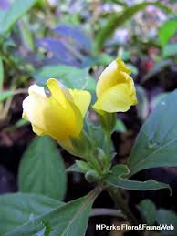 Image result for Reinwardtia indica