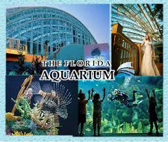 Immerse Yourself In One Of The Top Family Friendly Aquariums In The Country With Interactive Programs Like Florida Attractions Florida Travel Orlando Vacation
