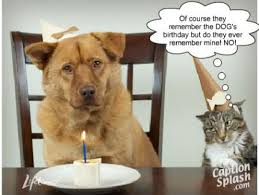 Happy birthday to you dogs singing df animals and pets happy birthday greeting for dog lover. Birthday Quotes For Dog Lovers Quotesgram