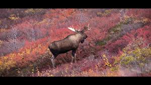 With wins over hosts japan and the aussies in the knockouts, the world no. Canadian Double Hunting Moose And Caribou Youtube