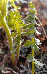 Pedicularis Capitata