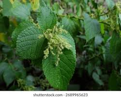 Image result for Boehmeria nivea