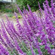Add to my wish list. Salvia Leucantha Santa Barbara Pp12 949 At San Marcos Growers