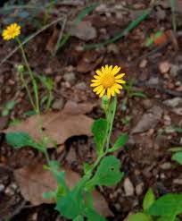 Image result for Emilia discifolia