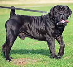 They were already vet checked and are 75 days old. Exotic Boerboel Breeders South African Boerboel Puppies For Sale