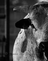 Black And White Bull Banana Bob Limited Edition Bucking Bull Photo By Denisebruchman 47 50 Pbr Bull Riding Bucking Bulls Bull Riding