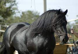 Pagesbusinesseslocal servicepet servicehorses for sale near me for more info. Pin On The Best Horses