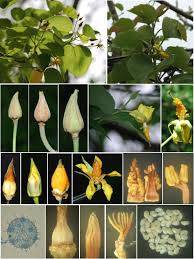 Image result for Eriolaena