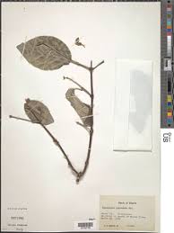 Image result for Flabellaria