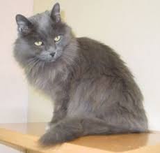 Maui Is An Adoptable Domestic Medium Hair Gray Cat In Lakewood Co Hi I M Maui I M A Pretty Grey Kitty Grey Kitties Are Really Th Cats Fluffy Cat Cool Cats