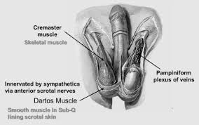 Image result for Cremasteric Reflex