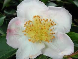 Image result for Theaceae