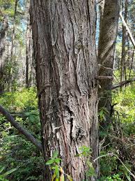 Image result for Cyphia mazoensis