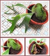Bonsai jack universal orchid mix ultra premium orchid soil mix. Pin On Plantas