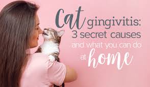Onions may seem like harmless food for us. Cat Gingivitis 3 Secret Causes And What You Can Do At Home Oxyfresh Pet Health Blog