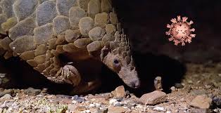 These scales account for up to 20% of a pangolin's entire weight. Corona Herkunftsratsel Vertieft Sich Spike Protein Eines Pangolin Virus Gleicht Sars Cov 2 In Struktur Und Verhalten Scinexx De